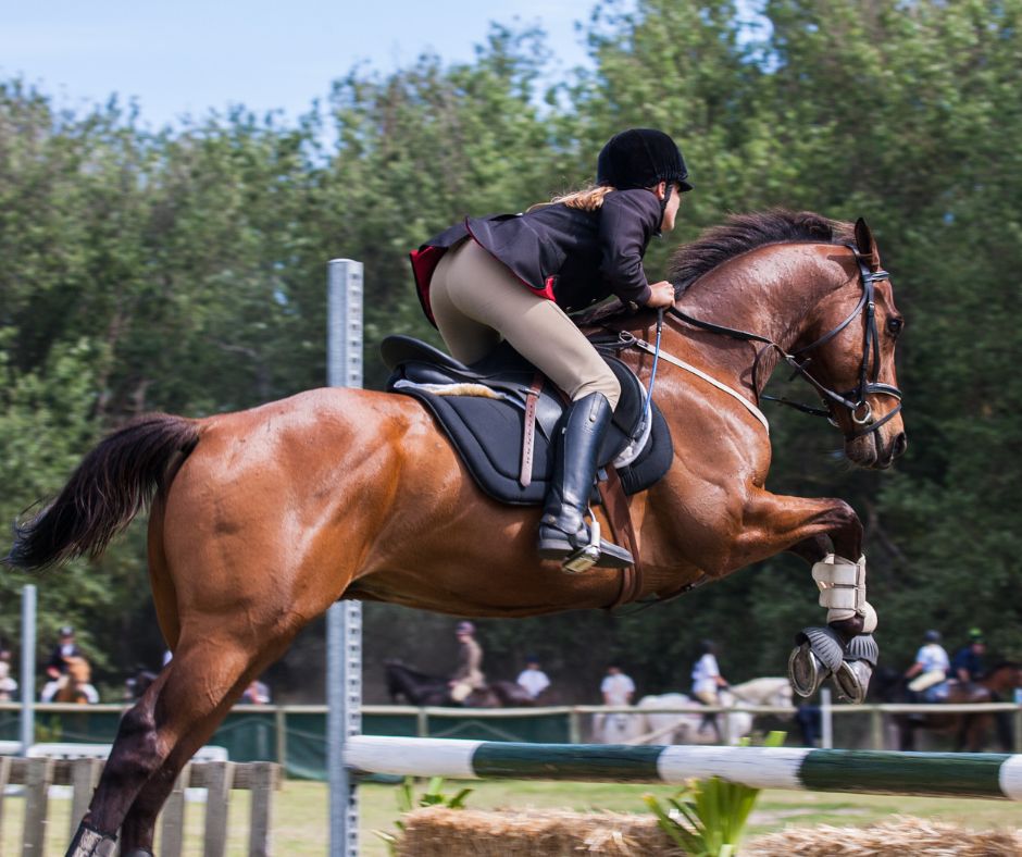 HUMAN &amp; ANIMAL BRACES