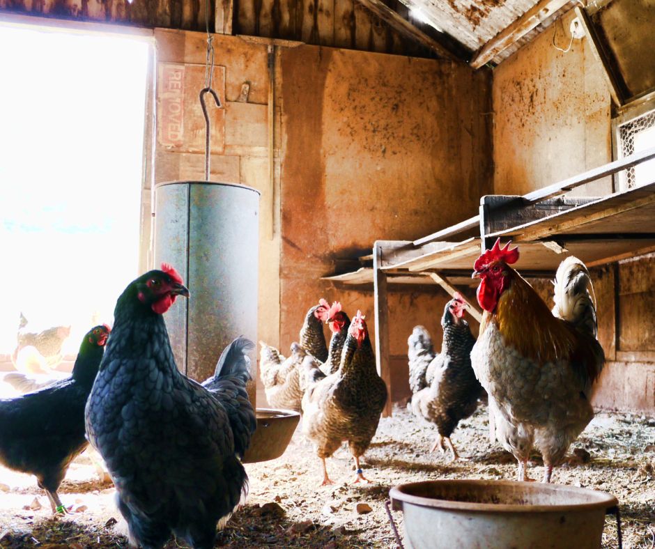 FEEDERS &amp; BUCKETS