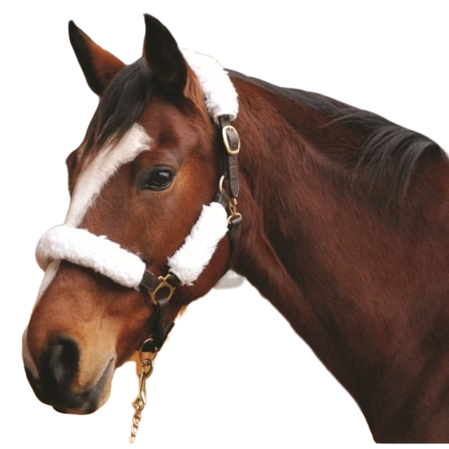 SHEEPSKIN HALTER SET