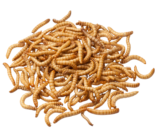 MEAL WORMS 1KG