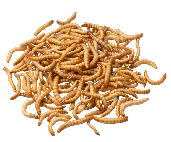 COOPER'S MEAL WORMS 1KG