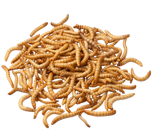 MEALWORMS 5KG