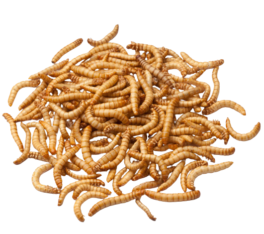 COOPER'S MEALWORMS 5KG