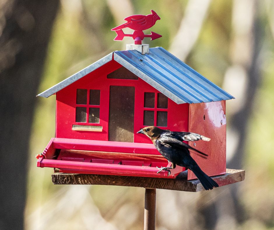 BIRD FEEDERS, HOUSES, FEED