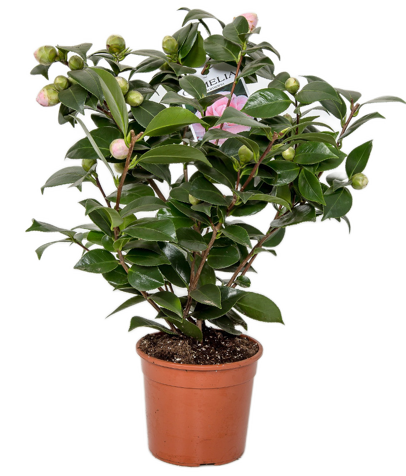 ELSIE JURY CAMELLIA 2G