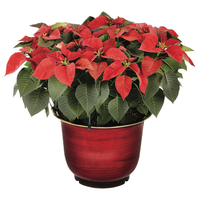 POINSETTIA DECORATIVE XL 10"