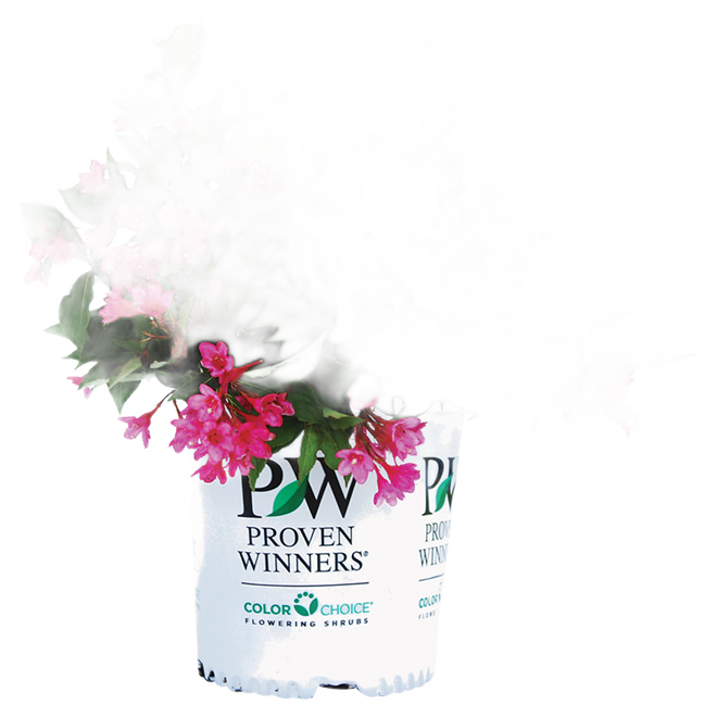 FLOWERING SHRUB COLLECTION 1G