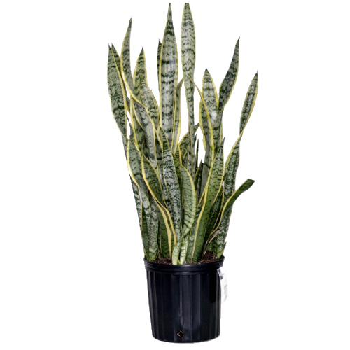 SNAKE PLANT ASST 4"