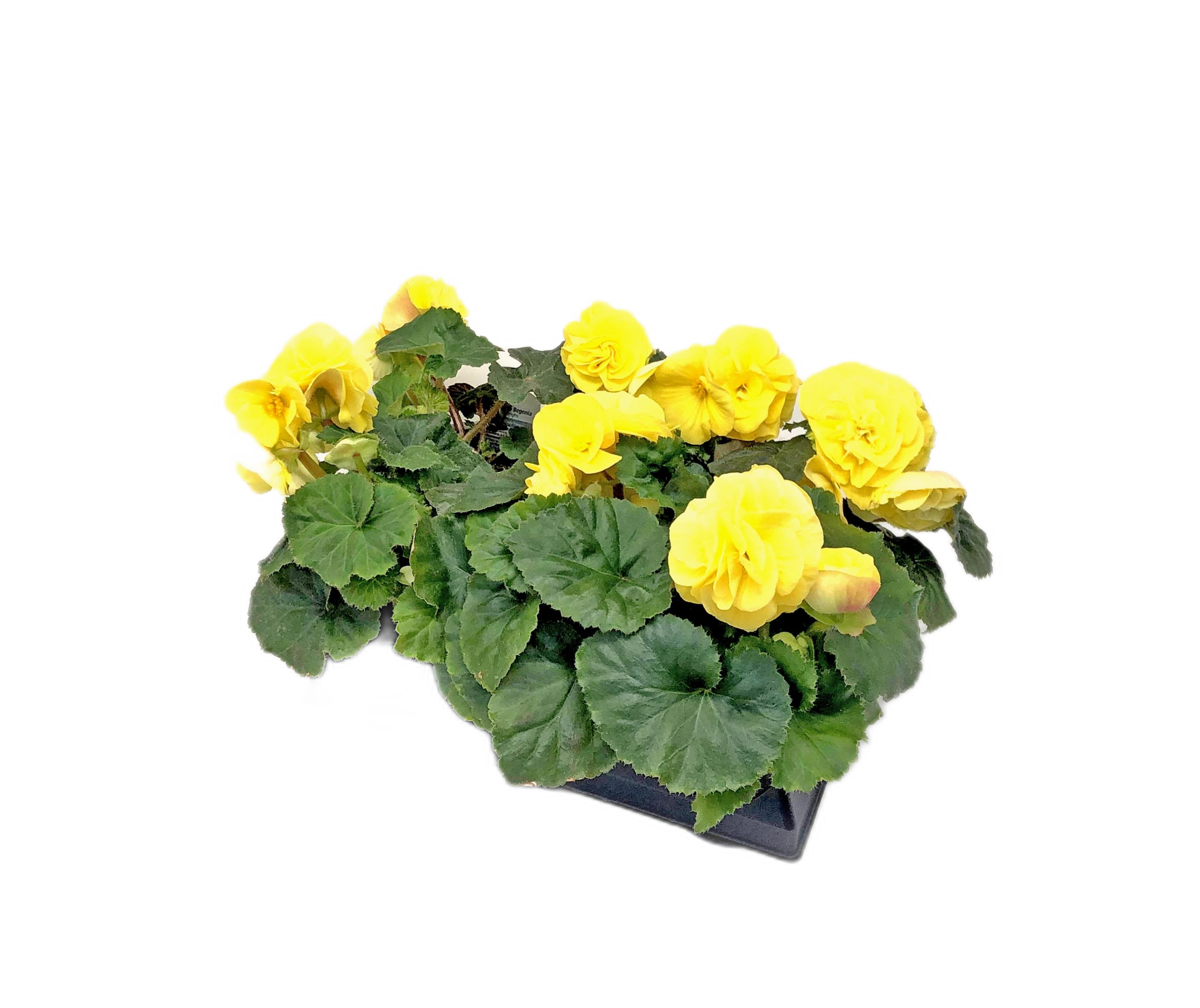 NON-STOP BEGONIA 4.5" SHADE