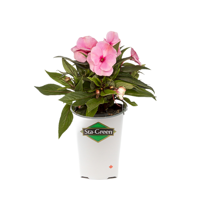 NEW GUINEA IMPATIENS 1QT