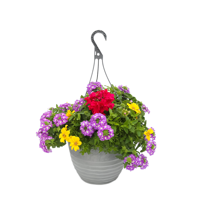 ANNUAL HANGING BASKET 12"