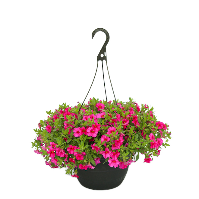 GT HANGING BASKET 11" SOLID