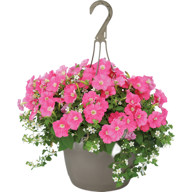 SPRING HANGING BASKET 10"