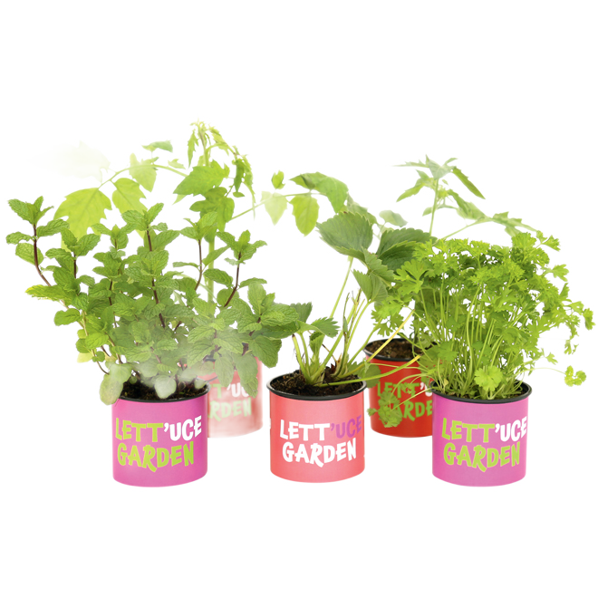 HARVESTHYME HERB 4"