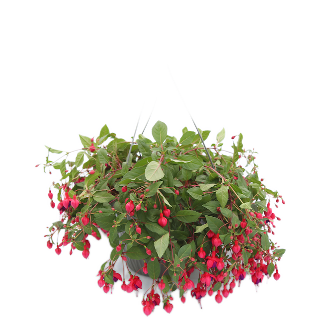 FUCHSIA 12" HANGING BASKET