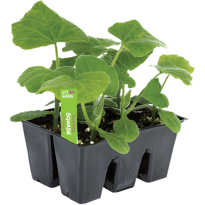 HARVESTHYME VEGETABLE 6 PK