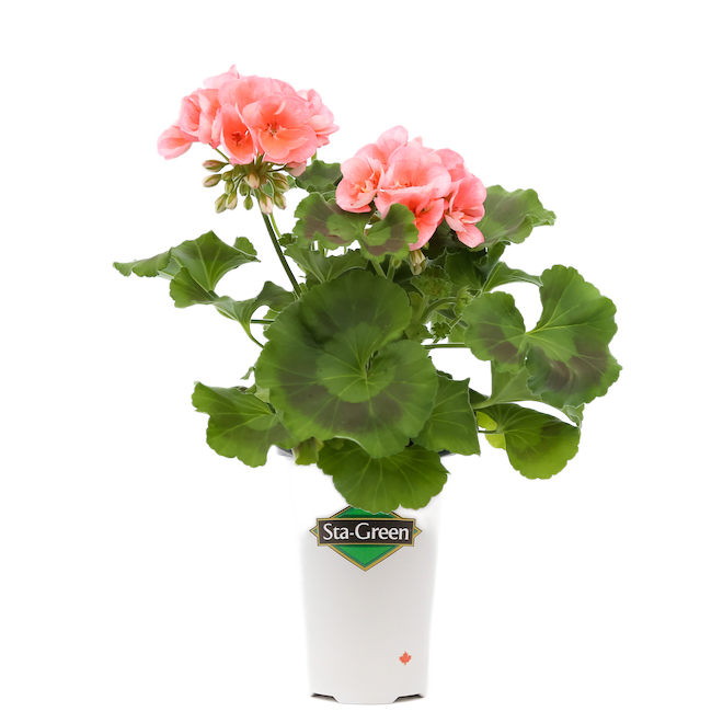 GT GERANIUM 1Q