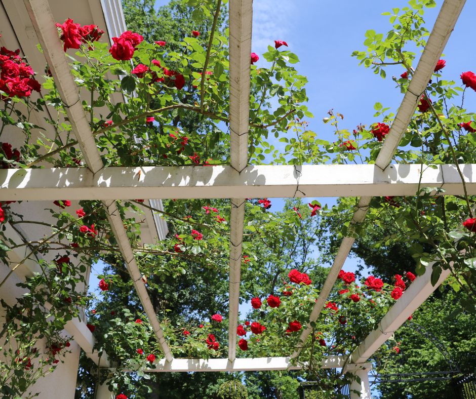 ARBORS, TRELLIS, LATTICE